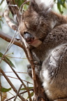1311 Australie Faune 019