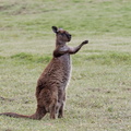 1311 Australie Faune 028