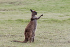 1311 Australie Faune 028