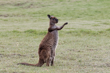 1311_Australie_Faune_028.jpg