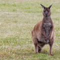1311 Australie Faune 030