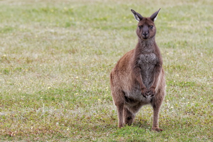 1311_Australie_Faune_030.jpg