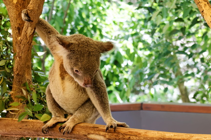 1311_Australie_Faune_045.jpg