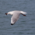 1311 Australie Faune 053
