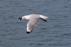 1311 Australie Faune 053