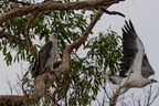 1311 Australie Faune 054
