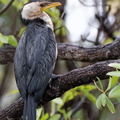1311 Australie Faune 056