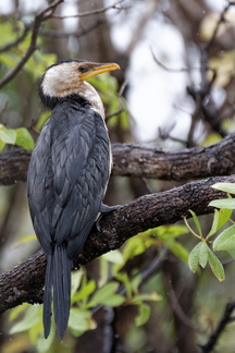 1311_Australie_Faune_056.jpg